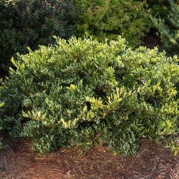'Swing Low' - Distylium 'Swing Low' - Distylium