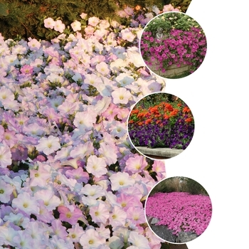 Multiple Colors - Wave Petunia Multiple Colors - Wave Petunia