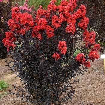 'Sunset Magic' - Crape Myrtle 'Sunset Magic' - Crape Myrtle