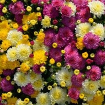 Combo 01 - Garden Mum Combo 01 - Garden Mum