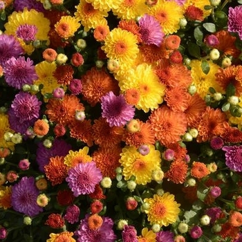 Combo 02 - Garden Mum Combo 02 - Garden Mum