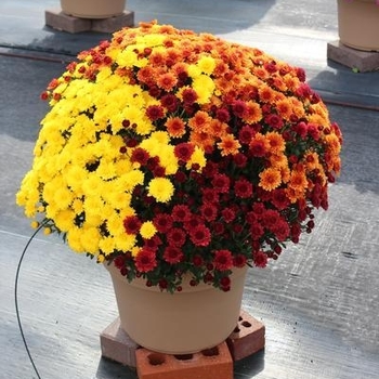 Combo 08 - Garden Mum Combo 08 - Garden Mum