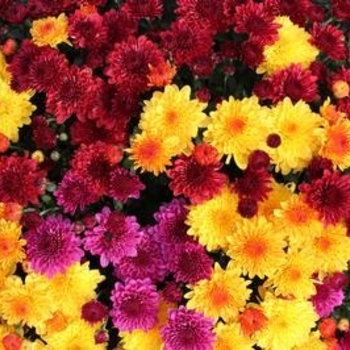 Combo 09 - Garden Mum Combo 09 - Garden Mum