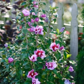 'Purple Pillar' - Rose of Sharon 'Purple Pillar' - Rose of Sharon