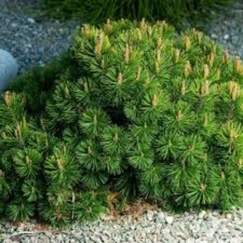 Pinus mugo var. pumilio - Mugo Pine Pinus mugo var. pumilio - Mugo Pine