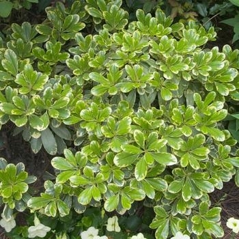 Pittosporum tobira - Mojo Pittosporum Pittosporum tobira - Mojo Pittosporum