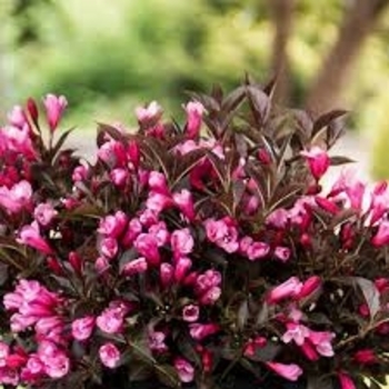 'Stunner' - Weigela 'Stunner' - Weigela