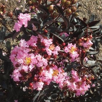 'Strawberry Gelato' - Crape Myrtle 'Strawberry Gelato' - Crape Myrtle
