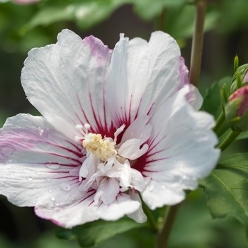 'Fiji' - Rose of Sharon 'Fiji' - Rose of Sharon