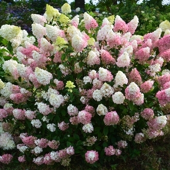 'Strawberry Sundae' - Hydrangea 'Strawberry Sundae' - Hydrangea