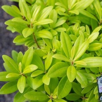 'Florida Sunshine' - Illicium 'Florida Sunshine' - Illicium
