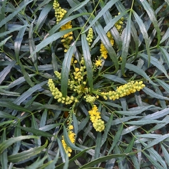 'Soft Caress' - Mahonia 'Soft Caress' - Mahonia