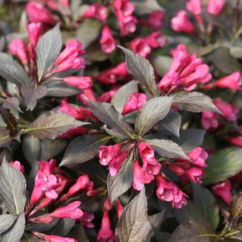 'Spilled Wine' - Weigela 'Spilled Wine' - Weigela