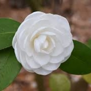 'Nuccio's Gem' - Camellia 'Nuccio's Gem' - Camellia