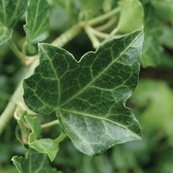 Variety - Ivy Variety - Ivy