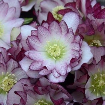 Wedding Party Series - Helleborus Wedding Party Series - Helleborus