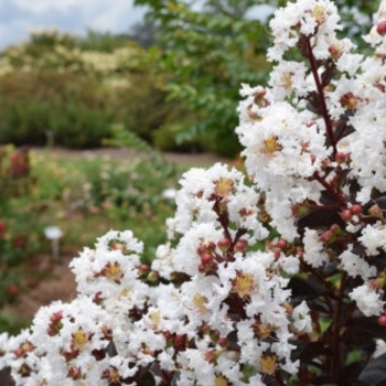 Lunar Magic - Crape Myrtle Lunar Magic - Crape Myrtle