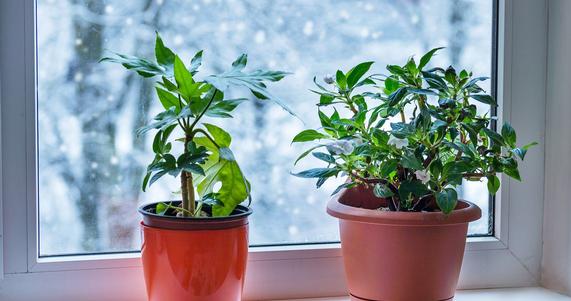 How to Keep Your Houseplants Happy in Winter