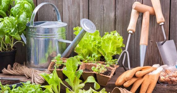 Garden Planning 101: What to Do in Winter for a Successful Growing Season