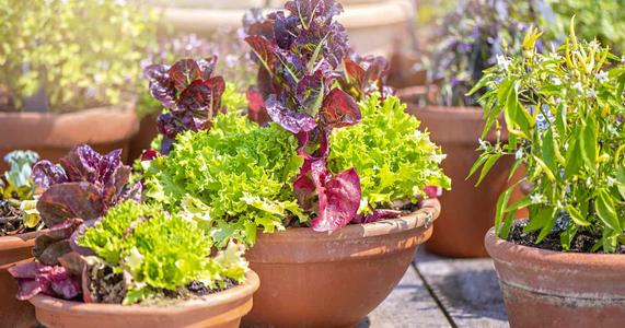 Selecting a Container for Container Gardening