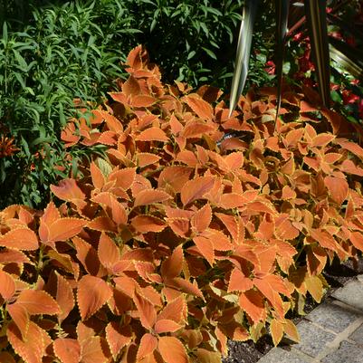 Coleus – Adding Color to Your Garden