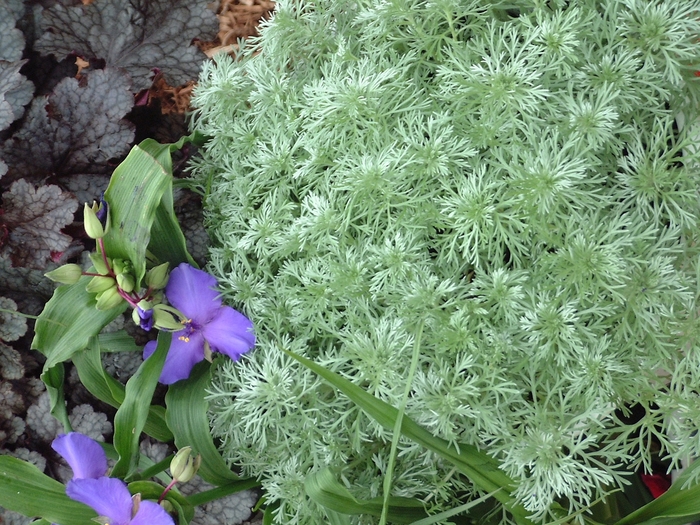 Artemisia - 'Silver Mound' from WNLKG Wildwood Nursery LKG