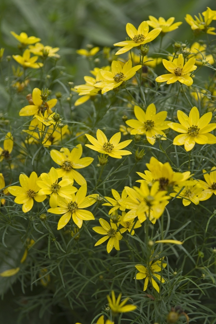 Coreopsis 'Zagreb' - Coreopsis verticillata from WNLKG Wildwood Nursery LKG