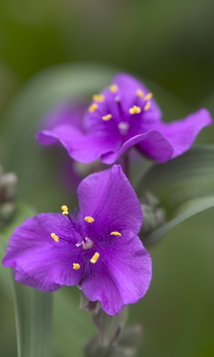 Spiderwort 'Concord Grape' - Tradescantia from WNLKG Wildwood Nursery LKG