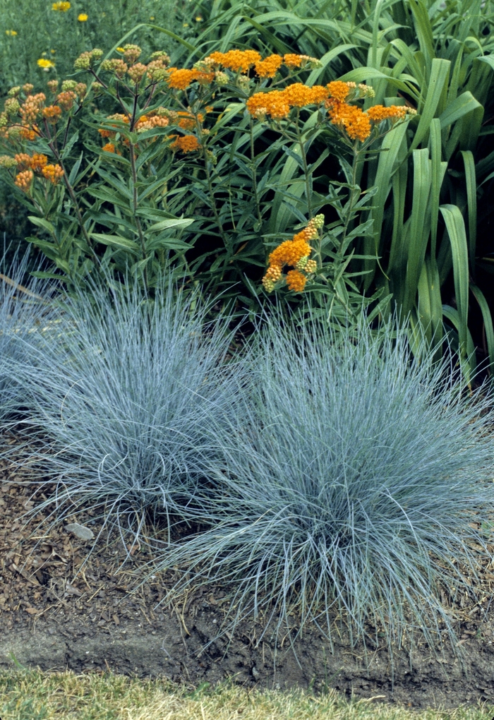 Fescue - Elijah Blue from WNLKG Wildwood Nursery LKG