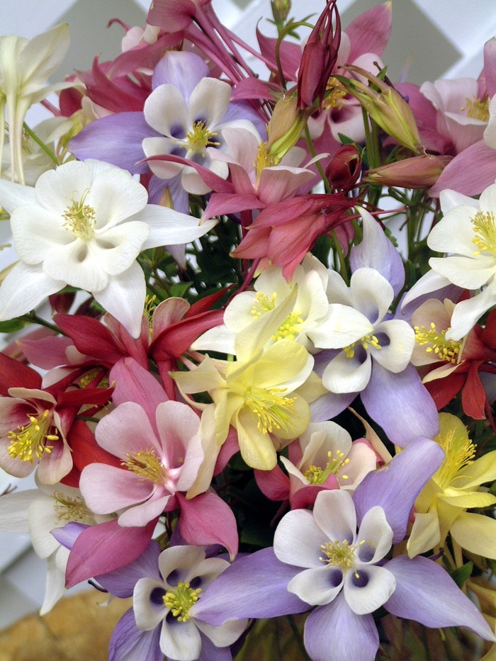 Columbine - Aquilegia from WNLKG Wildwood Nursery LKG