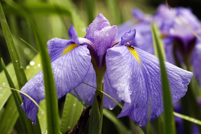 Japanese Iris - Iris ensata from WNLKG Wildwood Nursery LKG