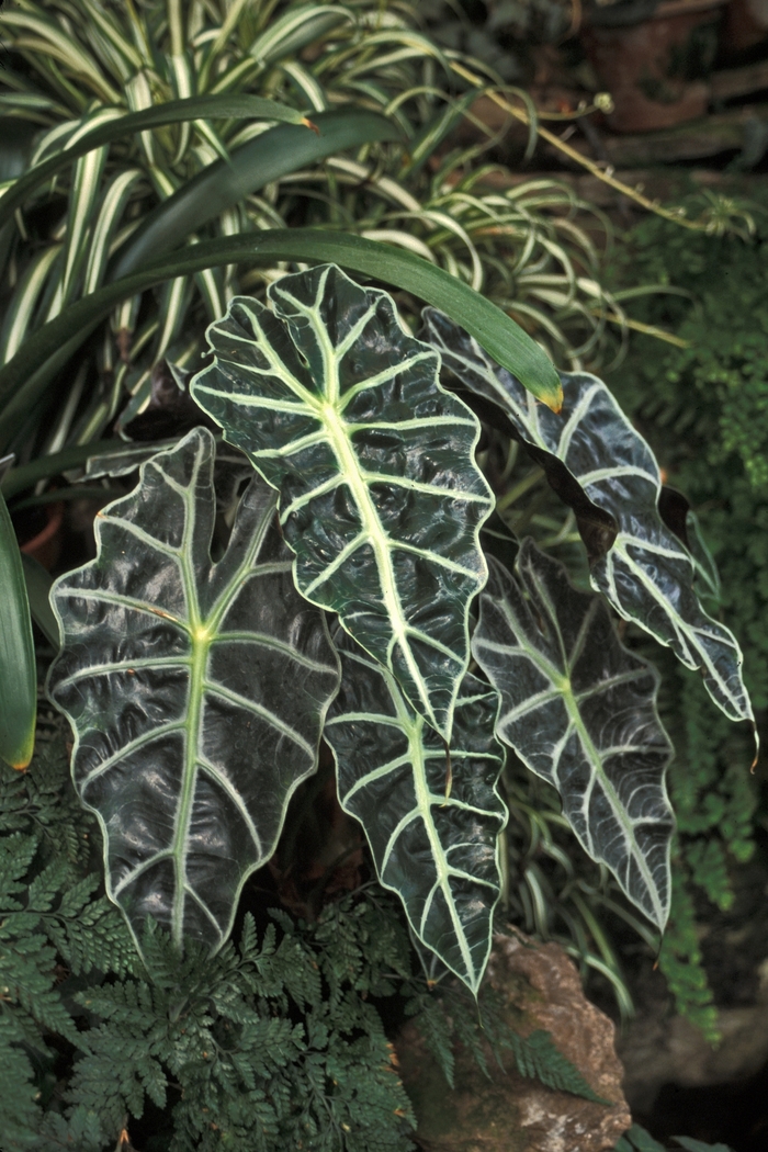 Alocasia amazonica - 'Polly' from WNLKG Wildwood Nursery LKG