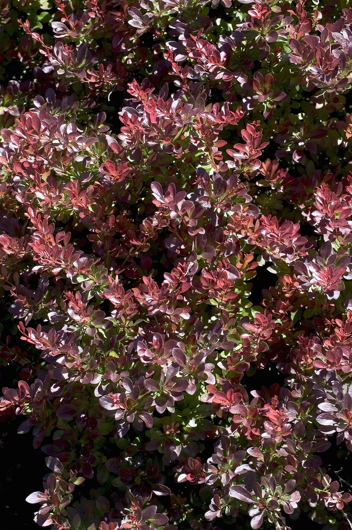 Barberry - 'Crimson Pygmy' from WNLKG Wildwood Nursery LKG