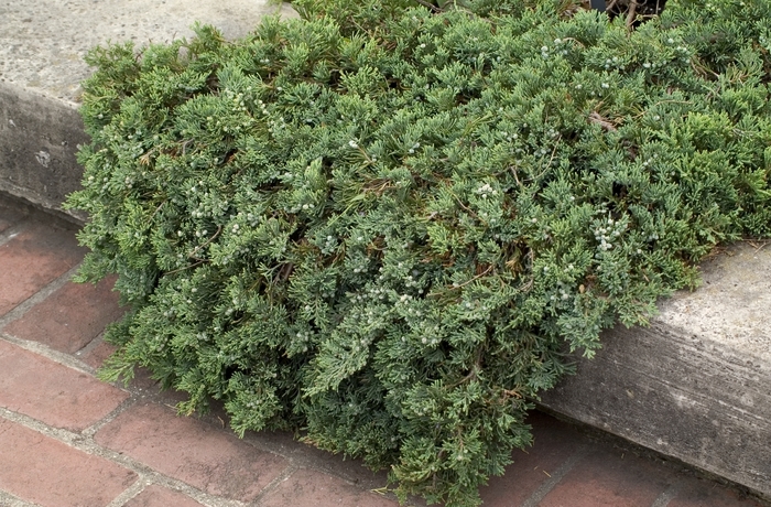 Juniper - 'Blue Rug' from WNLKG Wildwood Nursery LKG