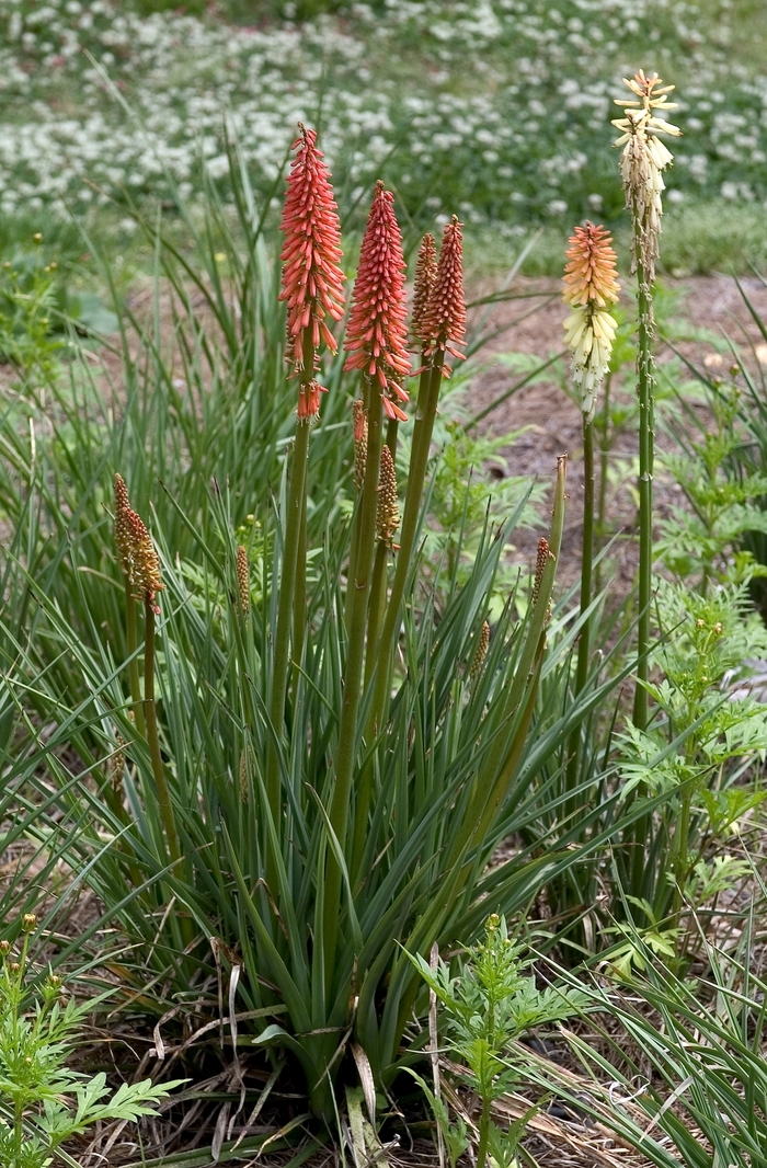 'Flamenco Mix' Red Hot Poker - Kniphofia uvaria from WNLKG Wildwood Nursery LKG