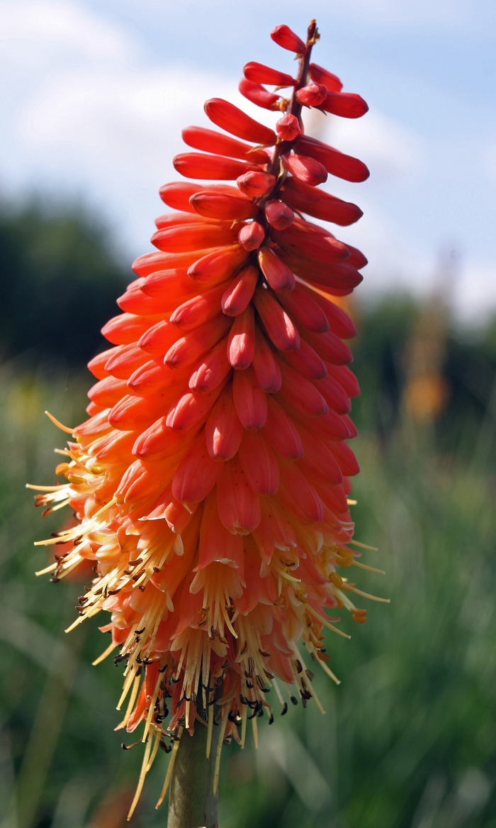 Red Hot Poker - 'Alcazar' from WNLKG Wildwood Nursery LKG