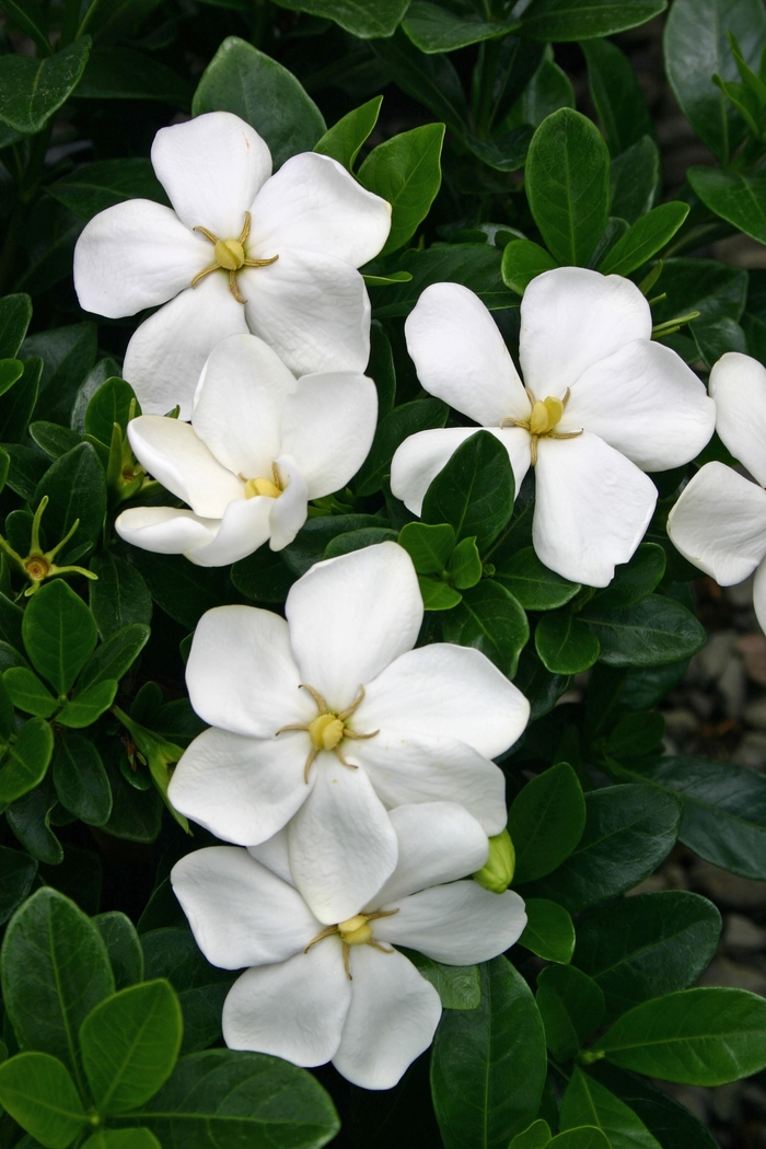 Gardenia - 'Kleim's Hardy' from WNLKG Wildwood Nursery LKG