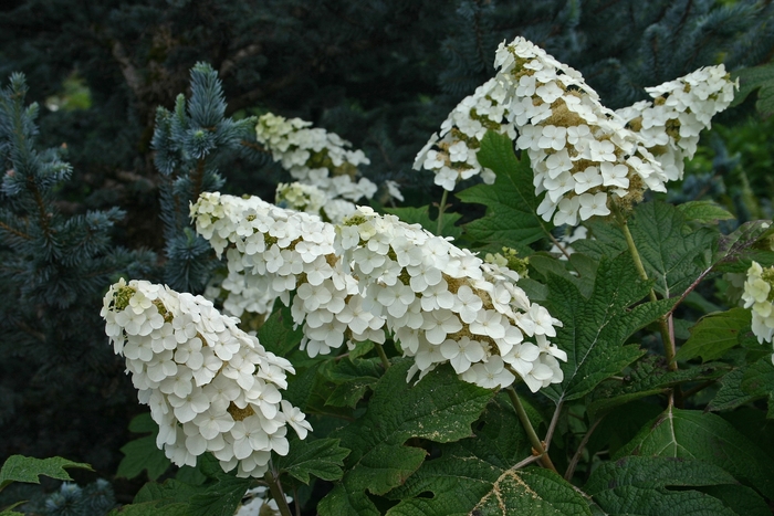 'Snow Queen' Oakleaf Hydrangea - Hydrangea quercifolia from WNLKG Wildwood Nursery LKG