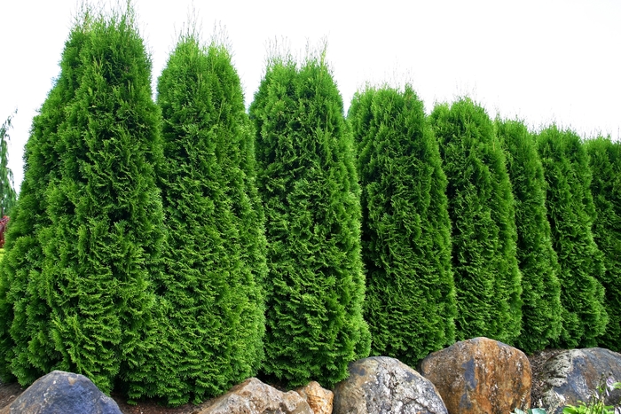 Arborvitae - 'Emerald' from WNLKG Wildwood Nursery LKG