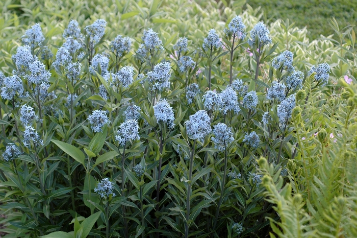 Blue Star Flower - Amsonia tabernaemontana from WNLKG Wildwood Nursery LKG