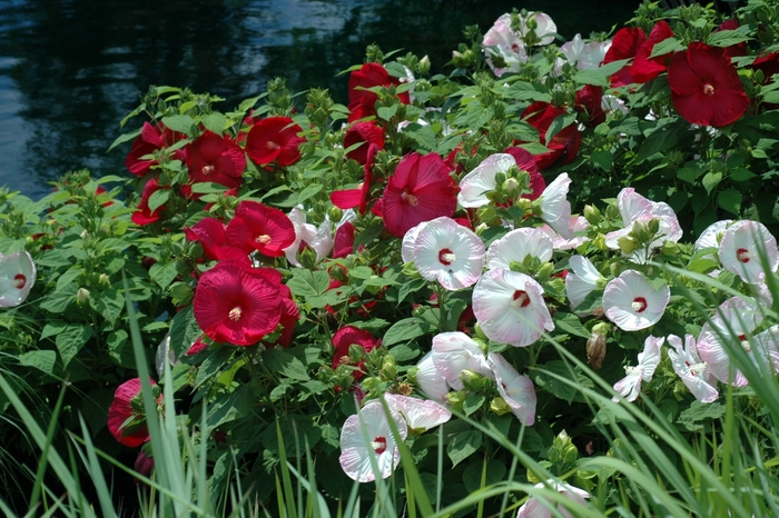 Hibiscus 'Disco Belle' - from WNLKG Wildwood Nursery LKG