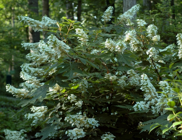 Hydrangea - 'Alice' Oakleaf from WNLKG Wildwood Nursery LKG