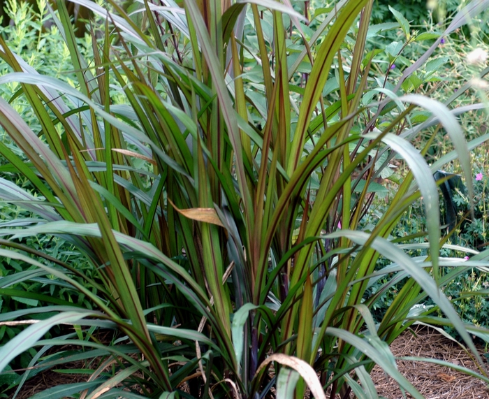 Purple Fountain Grass - Pennisetum purpureum from WNLKG Wildwood Nursery LKG