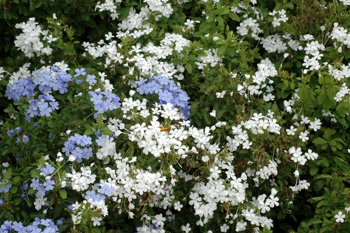Plumbago - Blue from WNLKG Wildwood Nursery LKG