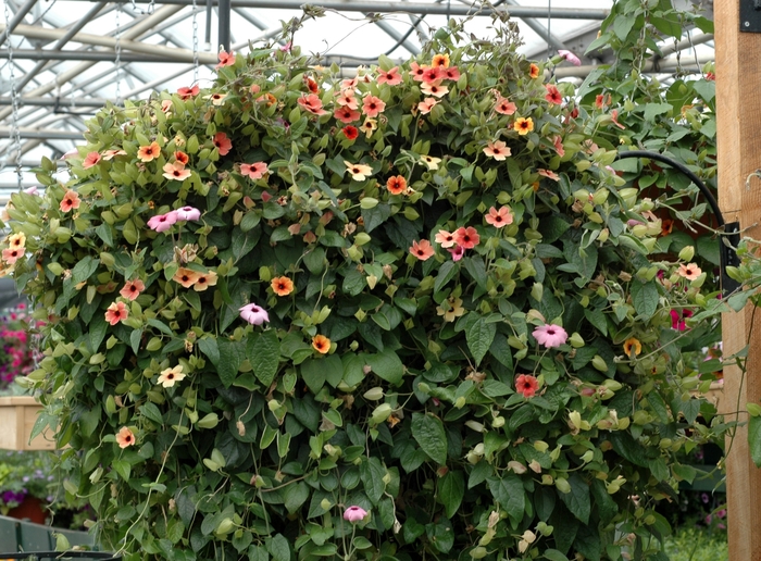 Black-eyed Susan Vine - Thunbergia alata from WNLKG Wildwood Nursery LKG