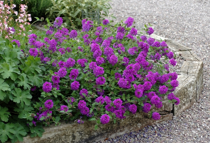Verbena 'Homestead Purple' - Verbena canadensis from WNLKG Wildwood Nursery LKG