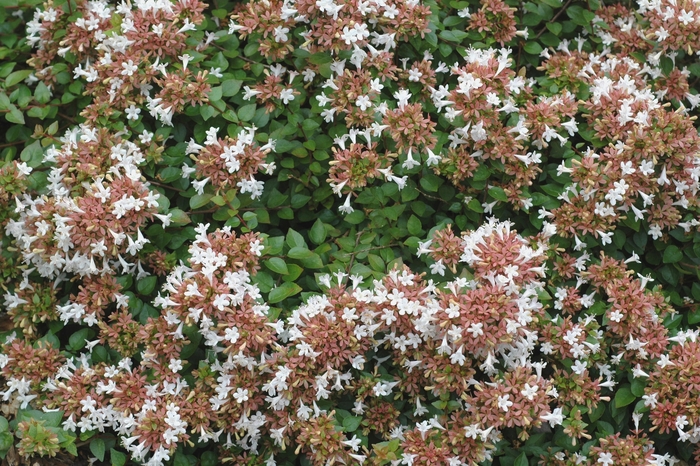 Abelia - Rose Creek from WNLKG Wildwood Nursery LKG