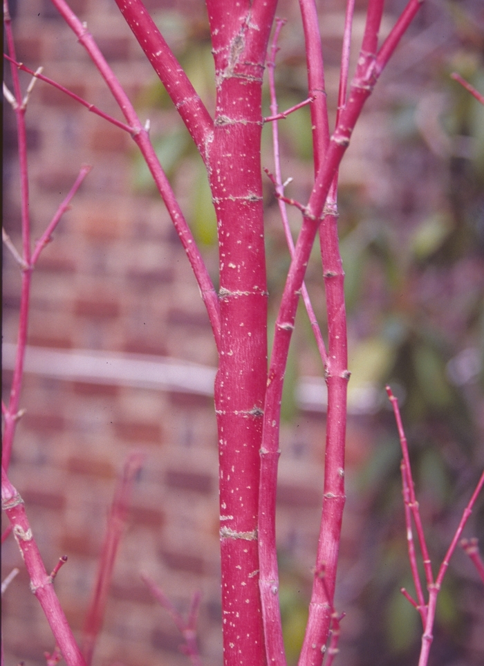 'Sango kaku' Japanese Maple - Acer palmatum from WNLKG Wildwood Nursery LKG