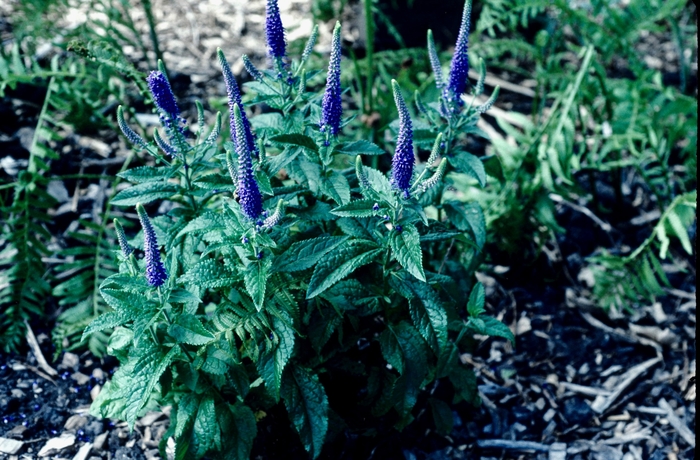 Hybrid Speedwell - Veronica 'Sunny Border Blue' from WNLKG Wildwood Nursery LKG
