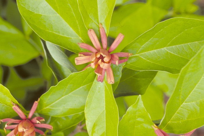 Sweet Shrub - Calycanthus floridus from WNLKG Wildwood Nursery LKG
